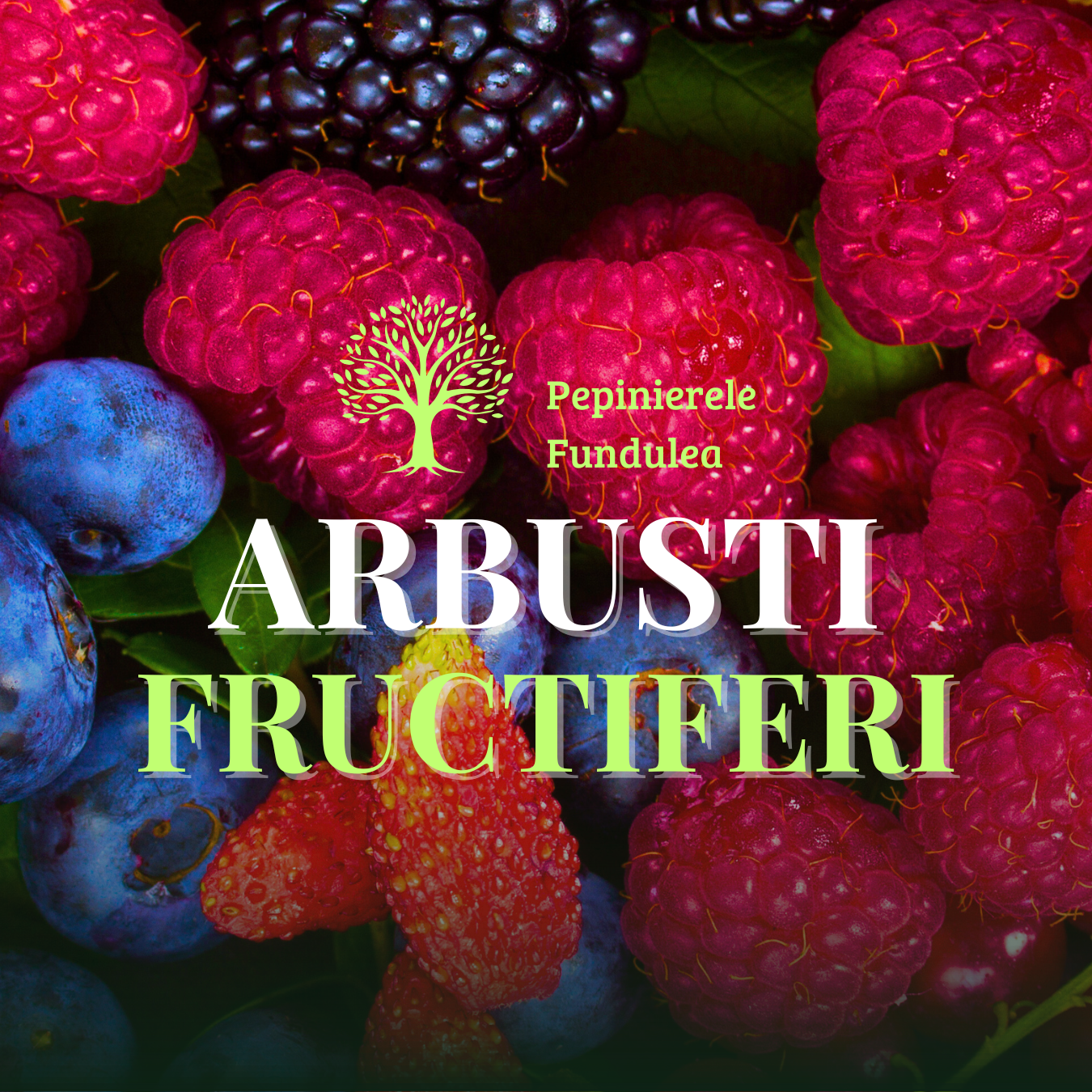 Butasi arbusti fructiferi