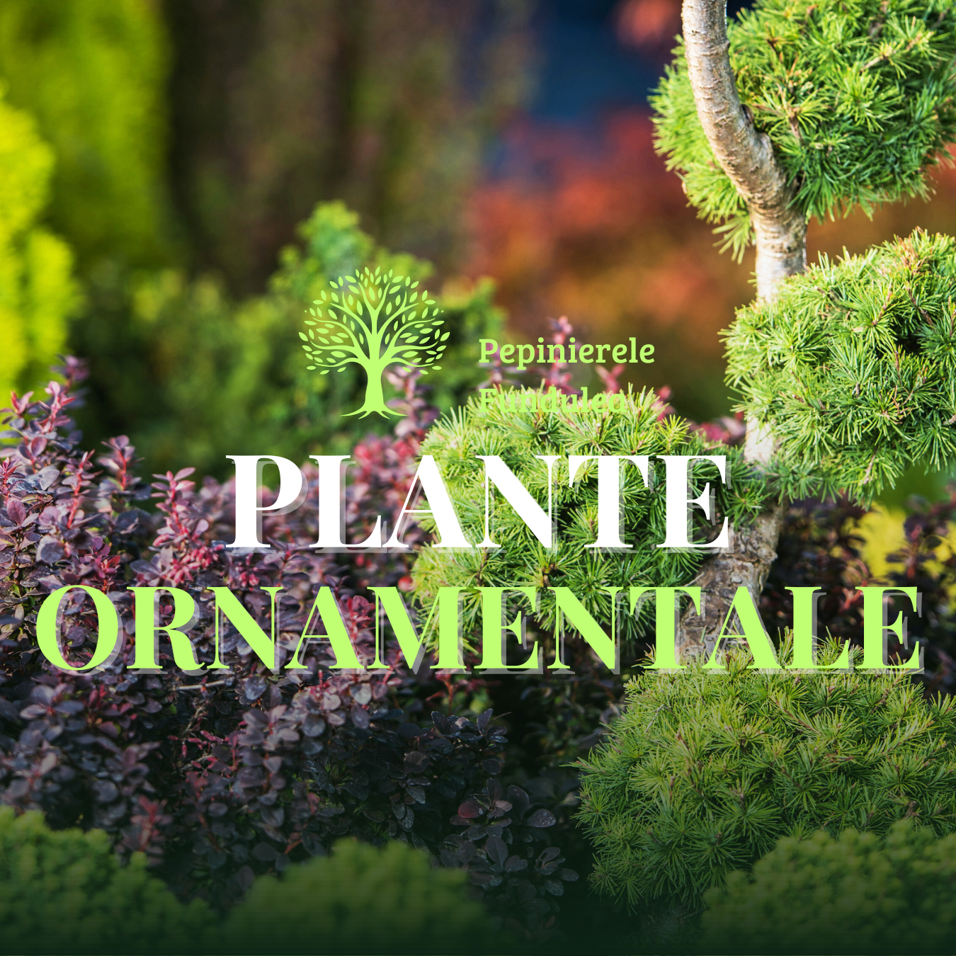 Pomi fructiferi speciali si plante ornamentale