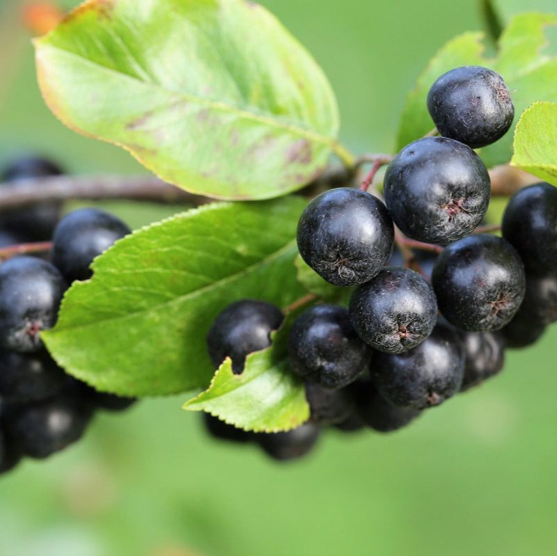 butasi aronia