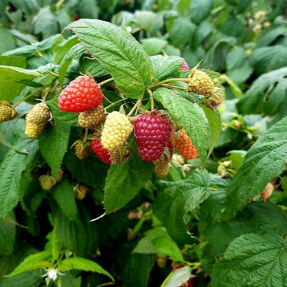 zmeura delniwa fructe tot anul